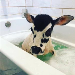 Meet your Posher, Kenzee